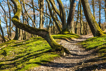 chemin dans une forêt