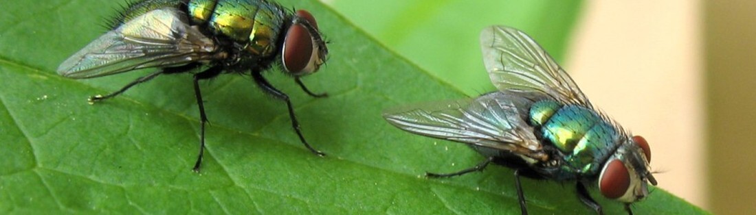mouche verte