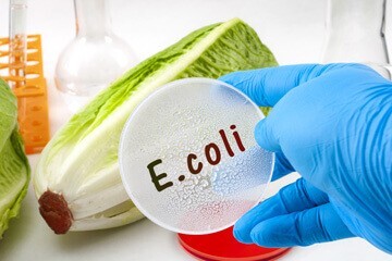 Représentation d'une personne collant une étiquette E.coli sur une endive