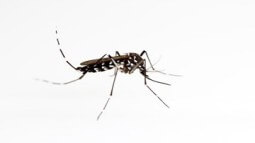 Les meilleures pratiques pour l'utilisation des tue mouches - Le Blog  FourniResto