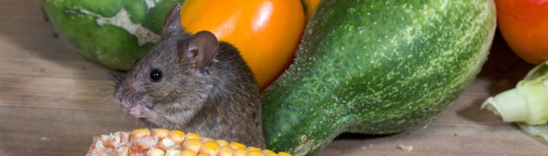 souris mange du mais